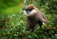 Hulman rudolici - Semnopithecus vetulus - Purple-faced Leaf Monkey o6860